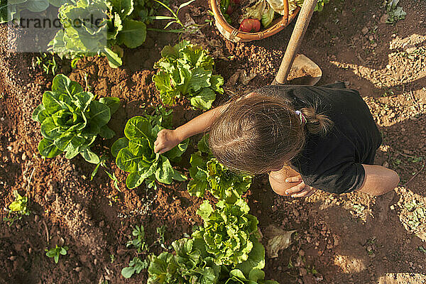 Mädchen erntet Salat im Garten  von oben