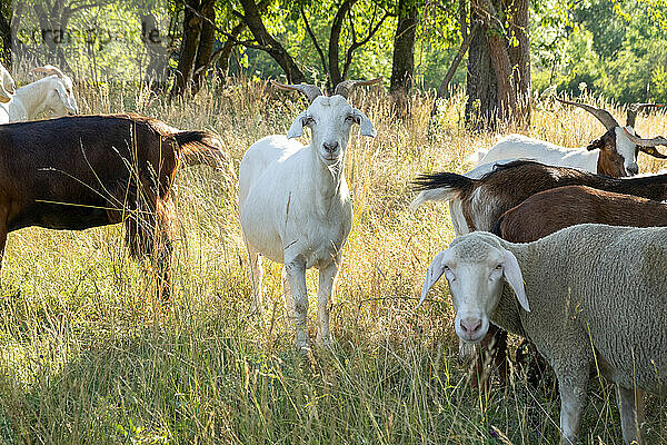 Ziegen und Schafe grasen im Freien