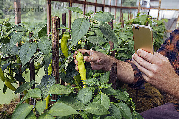 Man photographing fresh chili pepper through smart phone in organic farm