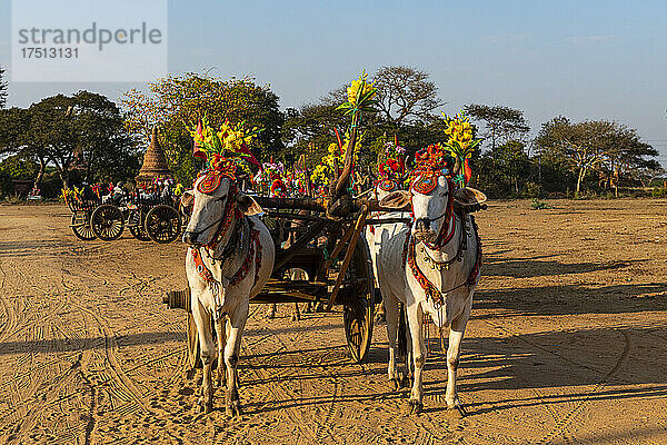 Myanmar  Mandalay-Region  Bagan  vorgespannte Ochsen stehen im Freien mit dekoriertem Karren