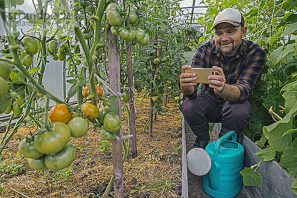 Farmer taking smartphone picture of tomatos on a plant