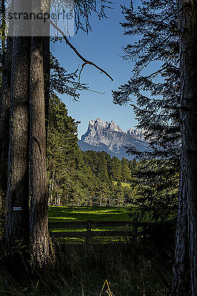 Italien  Ritten  Bäume und Wiese mit Bergen im Hintergrund