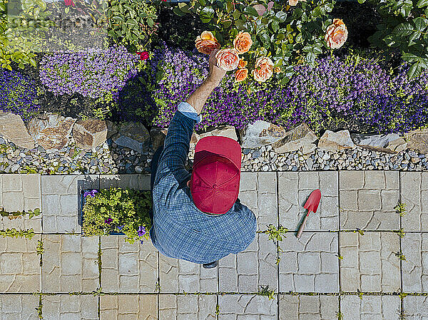 Junger Mann kauert im Garten und kümmert sich um Rosen