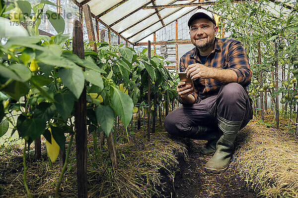 Lächelnder Bauer mit Mobiltelefon kauert neben Pfefferpflanzen im Gewächshaus