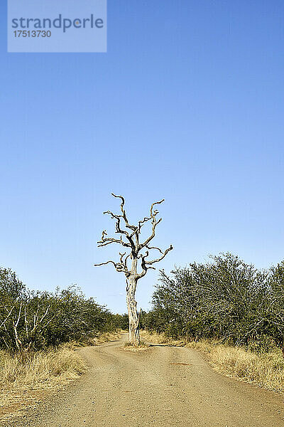 Kahler Baum auf der Straße vor strahlend blauem Himmel im Krüger-Nationalpark  Südafrika