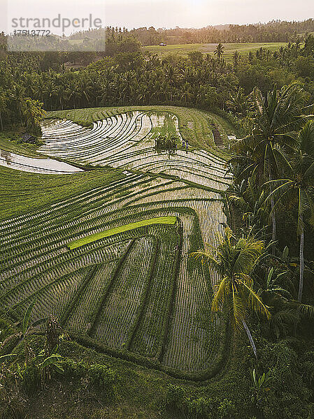 Aerial view of agricultural landscape against sky during sunset  Bali  Indonesia