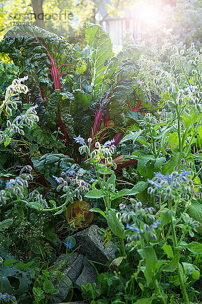 Mangold und Borretsch im ueppigen Garten im Gegelicht