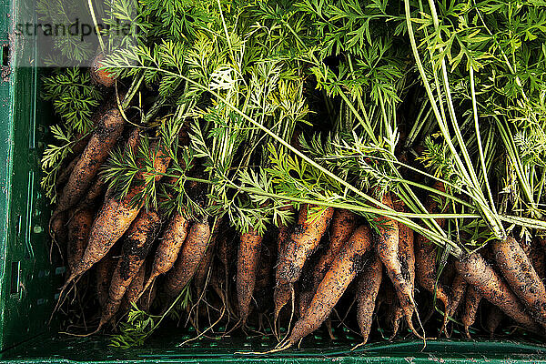 frisch geerntete Karotten mit Gruen in gruener Plastikkiste