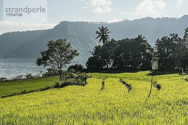 Terrassenförmig angelegte Reisfelder am Toba-See  Danau Toba  Nordsumatra  Indonesien  Asien