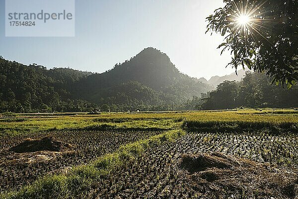 Reisfelder bei Sonnenaufgang in Sungai Pinang  einem traditionellen ländlichen indonesischen Dorf in der Nähe von Padang in West-Sumatra  Indonesien  Asien