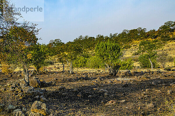 Nordamerika  USA  Kalifornien  Red Bluff  Fields of Rocks