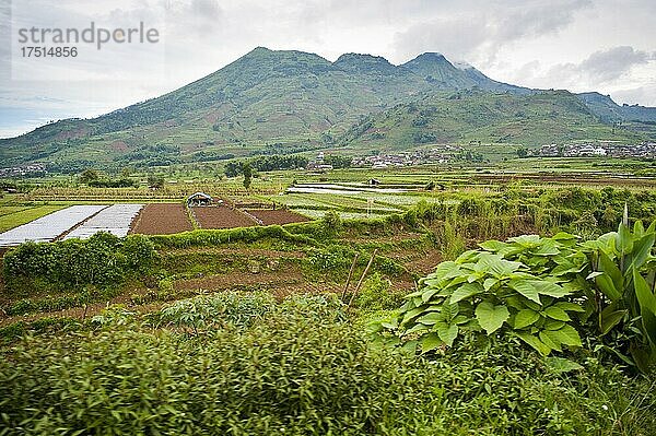 Gemüsefelder in Wonosobo  Dieng Plateau  Zentral-Java  Indonesien  Asien