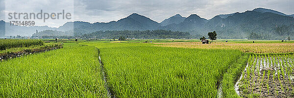 Reisfelder  Bukittinggi  West Sumatra  Indonesien  Asien