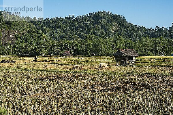 Reisfelder in Sungai Pinang  einem traditionellen ländlichen indonesischen Dorf in der Nähe von Padang in West-Sumatra  Indonesien  Asien