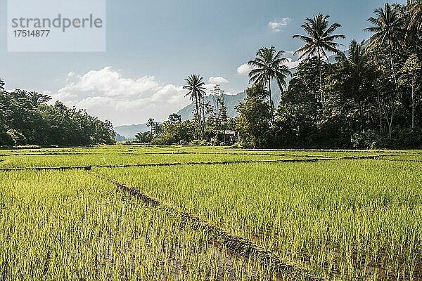 Tropische Reisfelder und Palmenlandschaft am Toba-See  Danau Toba  Nordsumatra  Indonesien  Asien  Hintergrund mit Kopierraum