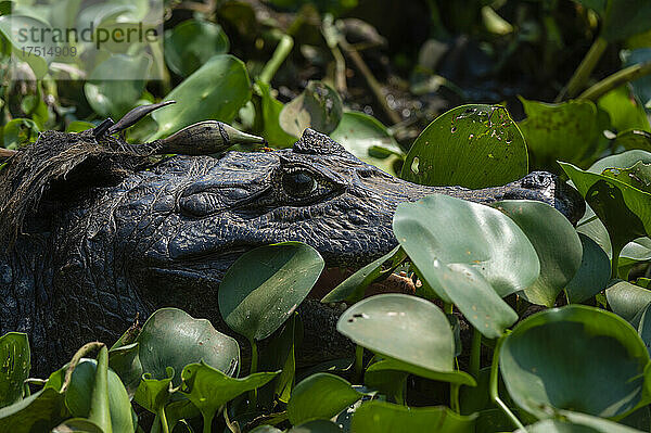 Yacare-Kaiman (Caiman crocodylus yacare)  Pantanal  Mato Grosso  Brasilien.