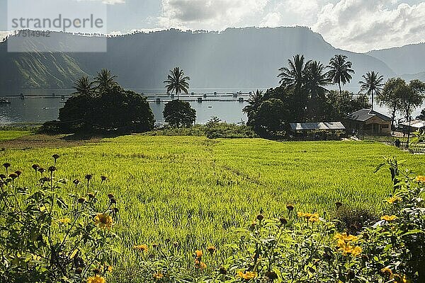 Reisfelder am Toba-See  Danau Toba  Nordsumatra  Indonesien  Asien