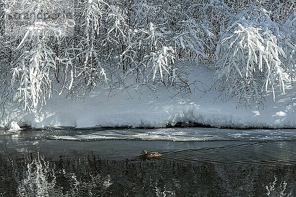 Vadnais Heights  Minnesota. Stockente schwimmt in einem Bach mit frischem Winterschnee auf Bäumen.