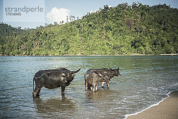 Wasserbüffel am Strand von Sungai Pinang  in der Nähe von Padang in West Sumatra  Indonesien  Asien