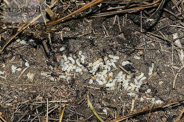 Kolonie schwarzer Ameisen  die sich um ihre Larven kümmern  aus denen einige schlüpfen  Vadnais Heights  Minnesota. John H. Allison Wald.