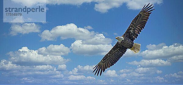 Weißkopfseeadler im Flug