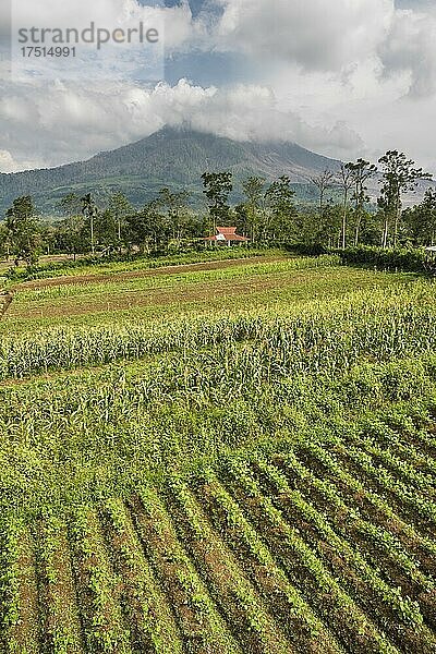 Ackerland und Felder in den Ausläufern des aktiven Vulkans Sinabung  Berastagi  Brastagi  Nordsumatra  Indonesien  Asien