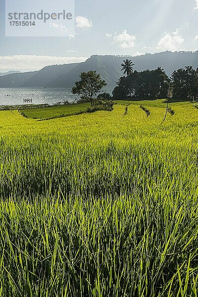 Terrassenförmig angelegte Reisfelder am Toba-See  Danau Toba  Nordsumatra  Indonesien  Asien
