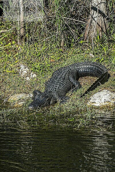 Gesamtansicht eines amerikanischen Alligators  Alligator mississippiensis  der sich in einem Sumpf in den Everglades sonnt.
