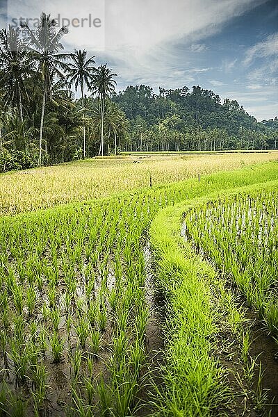 Reisfeld in der Nähe von Bukittinggi  West Sumatra  Indonesien  Asien