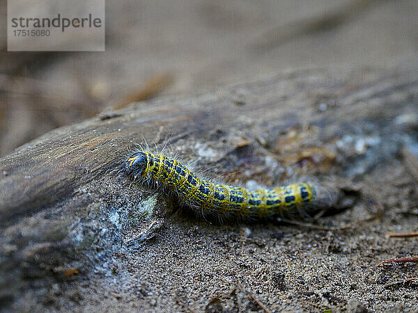 Raupe des Buff-tip moth  Norfolk  UK