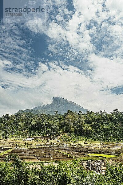 Reisfelder in den Ausläufern des aktiven Vulkans Sinabung  Berastagi  Brastagi  Nord-Sumatra  Indonesien  Asien