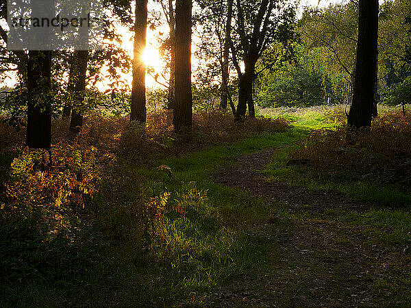 Wanderweg bei Sonnenuntergang im Thetford Forest  Norfolk  UK