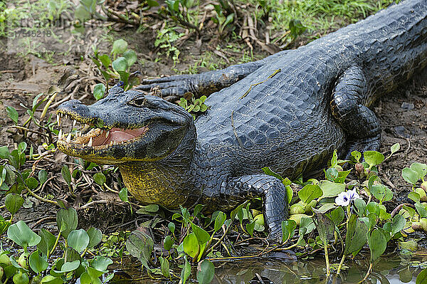 Yacare-Kaiman (Caiman crocodylus yacare)  Pantanal  Mato Grosso  Brasilien.