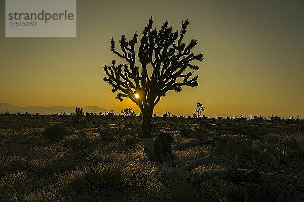 SEPT 2020  BAKER CALIFORNIA  USA - Joshua Tree bei Sonnenaufgang außerhalb von Baker California