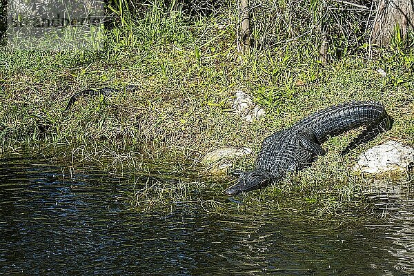 Amerikanischer Alligator  Alligator mississippiensis  und Baby sonnen sich in den Everglades.