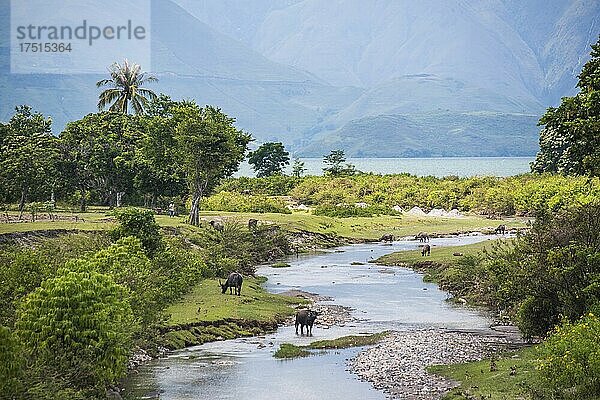 Flussleben am Toba-See  Danau Toba  dem größten Vulkansee der Welt  Nordsumatra  Indonesien  Asien