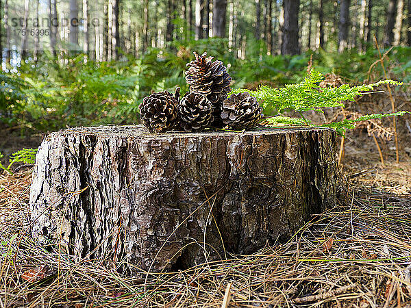 Kiefernzapfen auf einem Baumstumpf in einem Waldgebiet  Thetford Forest  Norfolk  UK