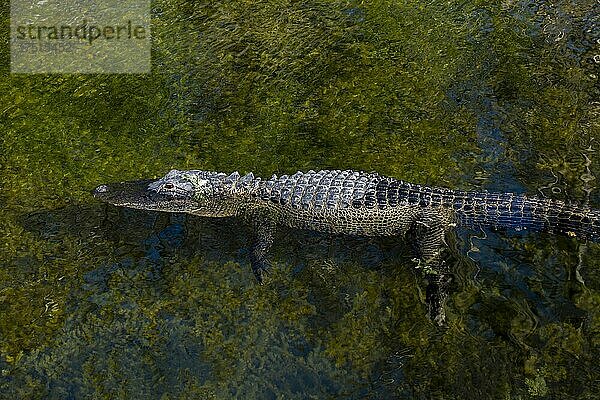 Amerikanischer Alligator  Alligator mississippiensis  schwimmend in einem durchsichtigen See mit allen Alligatoren  Florida.