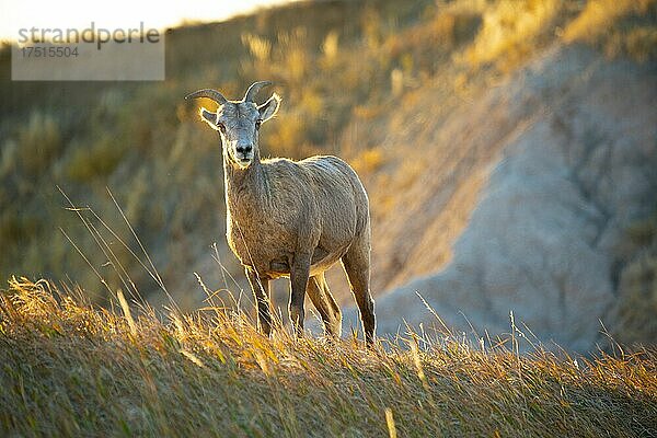 Nordamerika  USA  South Dakota  Badlands National Park  Dickhornschafe