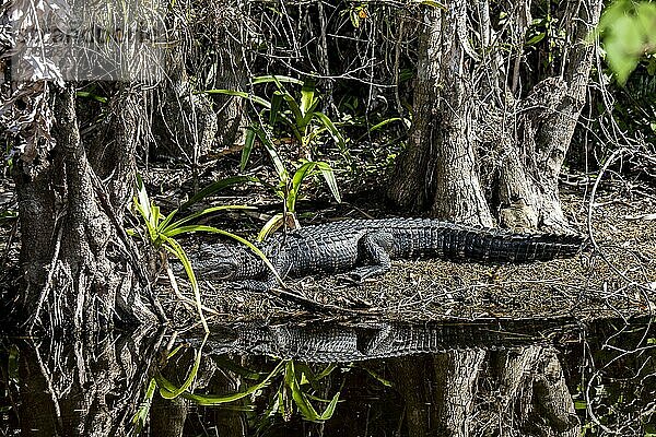 Junger amerikanischer Alligator  Alligator mississippiensis  sonnt sich in den Everglades.