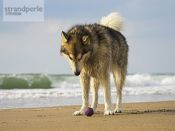 Weiblicher Alaskan Malamute schaut auf einen Ball am Strand  Cornwall  UK