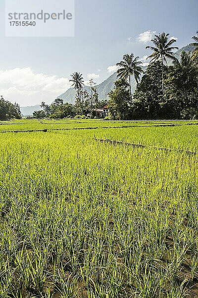Tropische Reisfelder und Palmenlandschaft am Toba-See  Danau Toba  Nordsumatra  Indonesien  Asien  Hintergrund mit Kopierraum