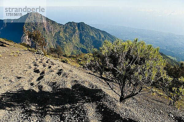 Fauna auf dem 3726 m hohen Gipfel des Mount Rinjani  Lombok  Indonesien  Asien