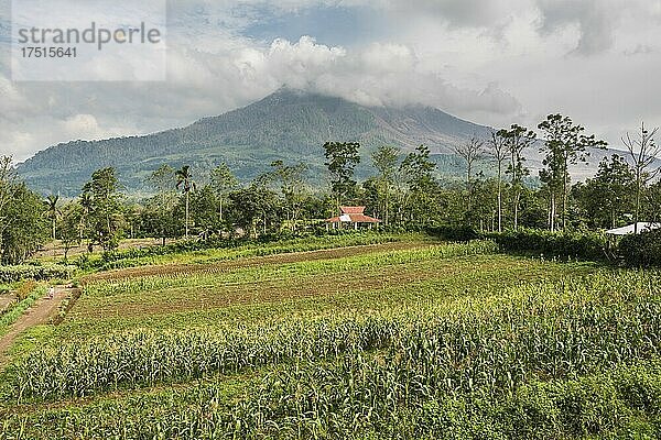 Ackerland und Felder in den Ausläufern des aktiven Vulkans Sinabung  Berastagi  Brastagi  Nord-Sumatra  Indonesien  Asien