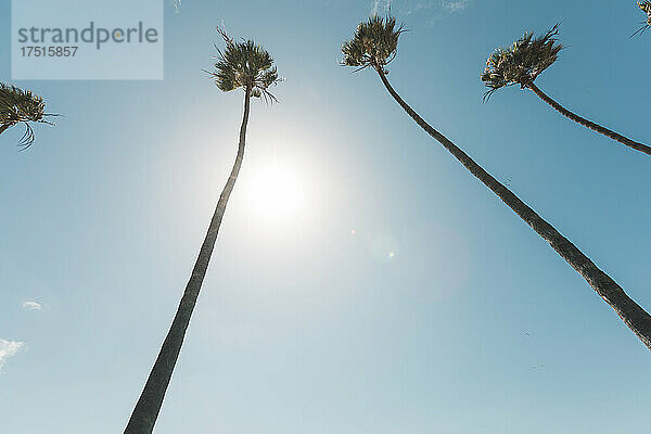 Blick hinauf zu hohen Palmen in Kalifornien