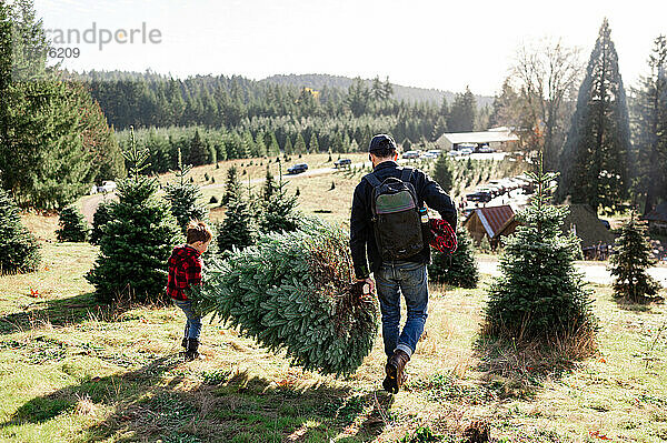 Vater und Sohn tragen einen frisch gefällten Weihnachtsbaum