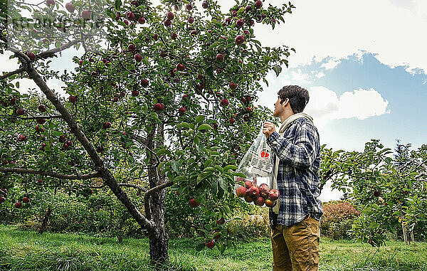 Teenager pflückt an einem Herbsttag Äpfel von einem Baum in einem Obstgarten.