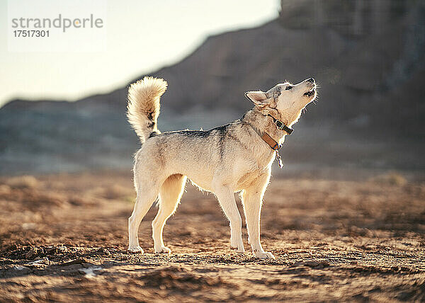 Husky heult bei Sonnenaufgang in der Wüste