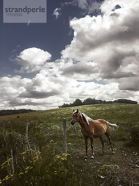 Braunes Pferd mit weißer Mähne steht neben dem Zaun auf dem Feld