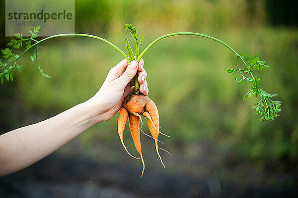 Frau erntet Karotten aus ihrem Garten